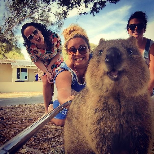 selfie-quokka-marsupial-moda-australia (11)