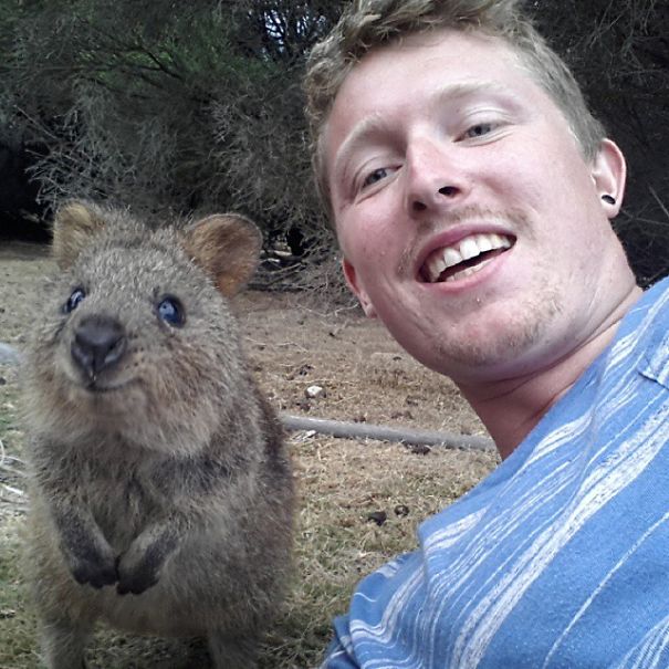 selfie-quokka-marsupial-moda-australia (4)