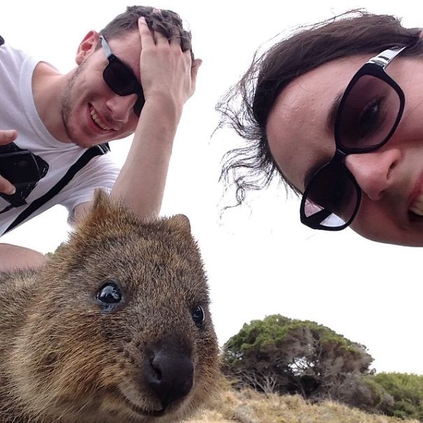 selfie-quokka-marsupial-moda-australia (9)