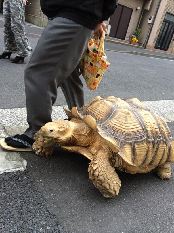 anciano-paseando-tortuga-sulcata-tokio-japon (1)
