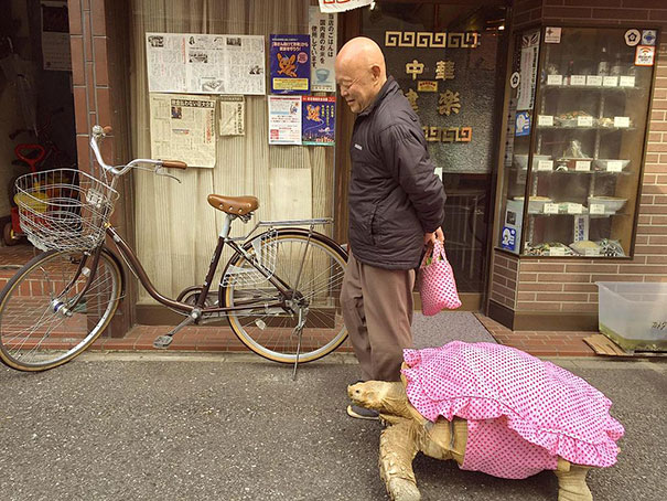 anciano-paseando-tortuga-sulcata-tokio-japon (2)