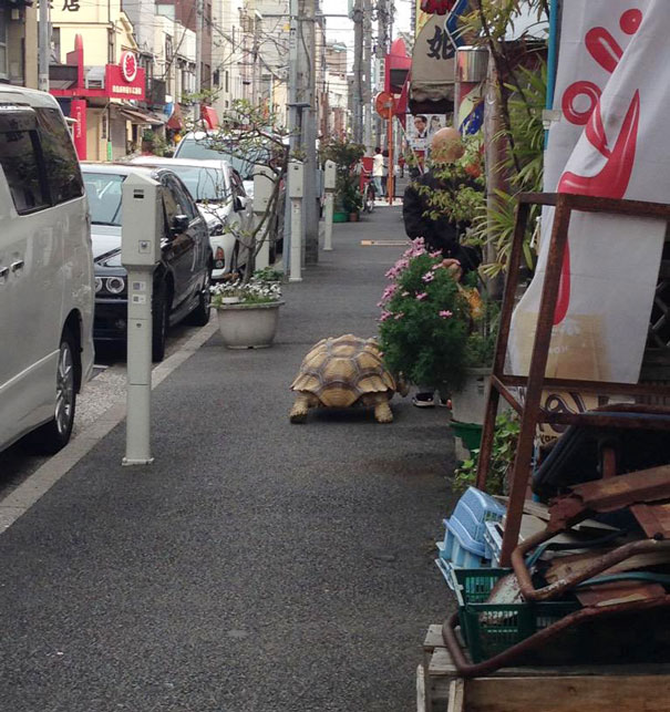 anciano-paseando-tortuga-sulcata-tokio-japon (3)