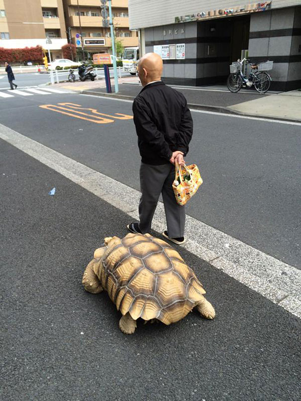 anciano-paseando-tortuga-sulcata-tokio-japon (4)