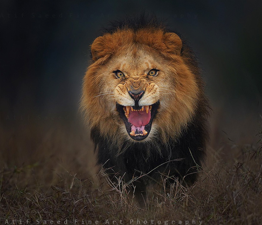 foto-leon-atacando-vida-salvaje-atif-saeed (1)