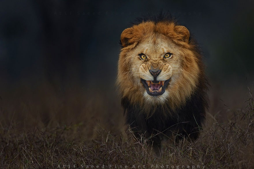 foto-leon-atacando-vida-salvaje-atif-saeed (2)