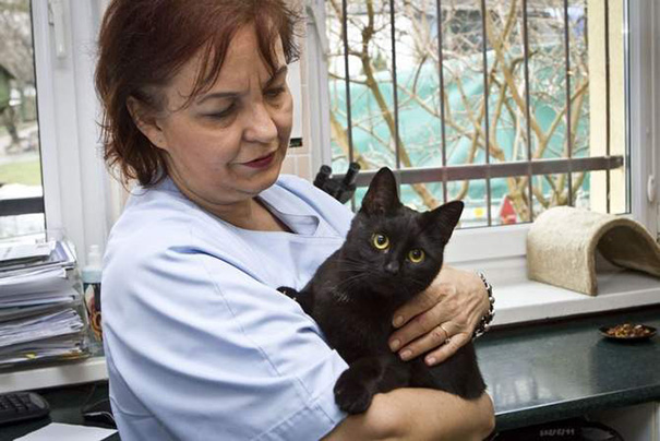 gato-enfermero-veterinario-refugio-animales-radamenes-polonia (2)