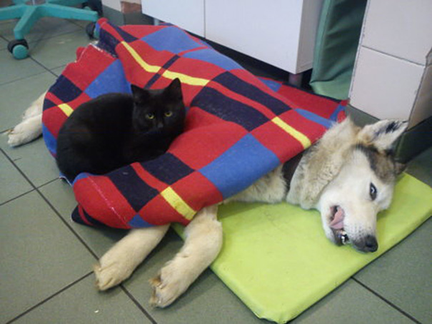 gato-enfermero-veterinario-refugio-animales-radamenes-polonia (4)