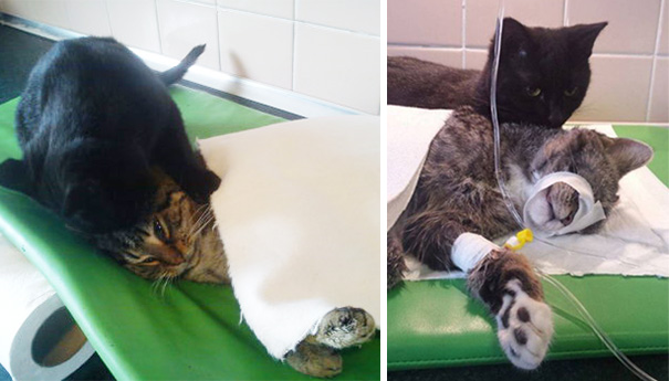gato-enfermero-veterinario-refugio-animales-radamenes-polonia (6)