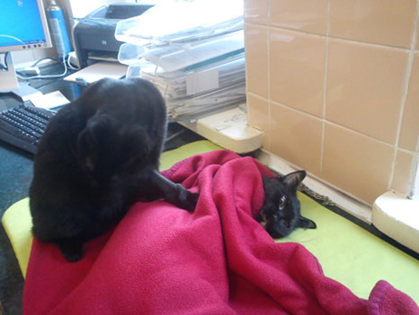 gato-enfermero-veterinario-refugio-animales-radamenes-polonia (7)