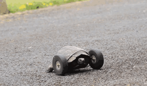 tortuga-90-anos-patas-devoradas-ruedas-gales (1)