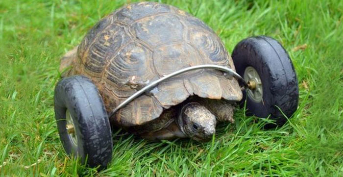 tortuga-90-anos-patas-devoradas-ruedas-gales (2)