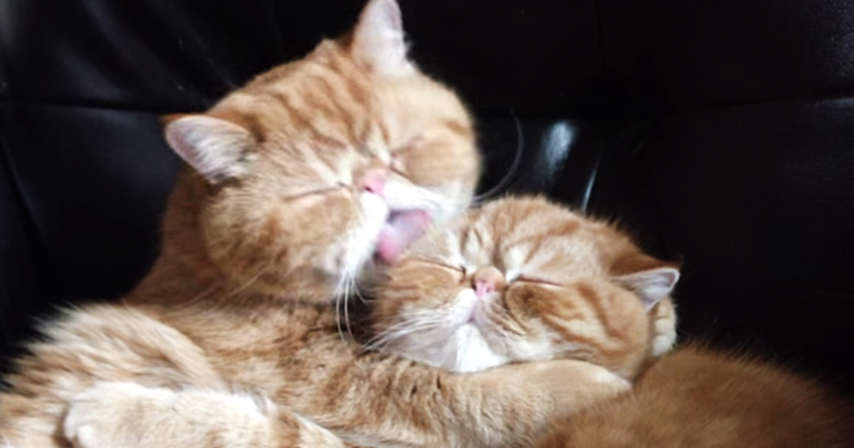 Funny Bored Cat Pictures Funny Bored Cat Pictures