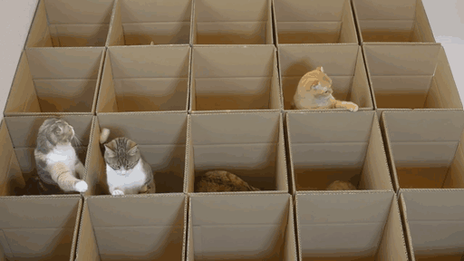 gatos-jugando-laberinto-cajas-carton-1.gif