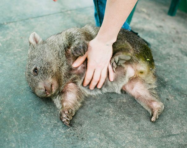 rascar-barriga-animales (9)