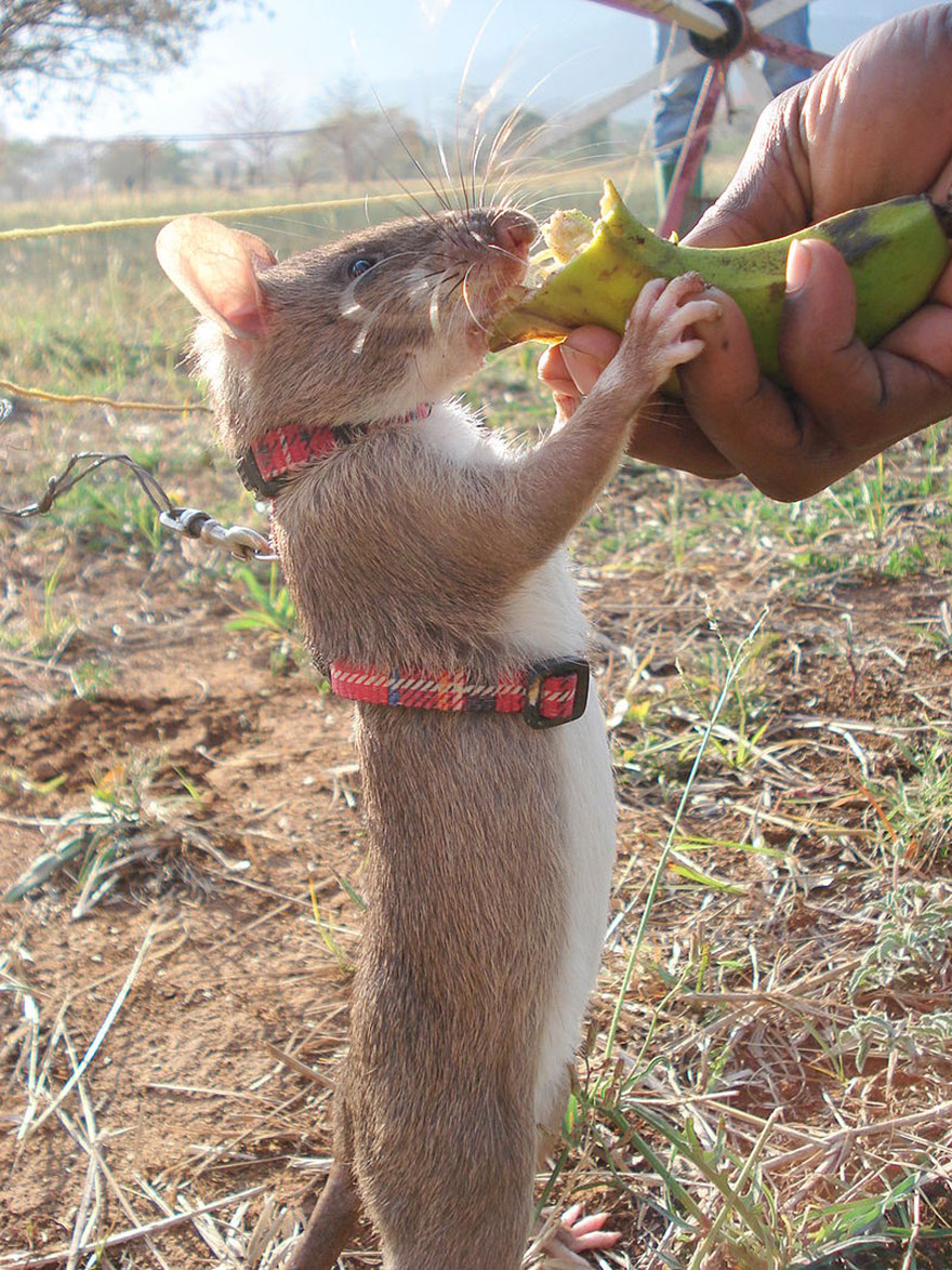 ratas-heroicas-detectoras-minas-apopo-africa (6)