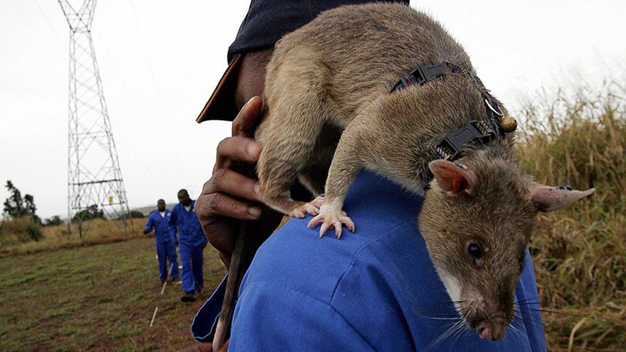 ratas-heroicas-detectoras-minas-apopo-africa (7)