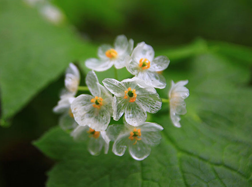 flor-esqueleto-petalos-transparentes-lluvia-diphylleia-grayi (4)