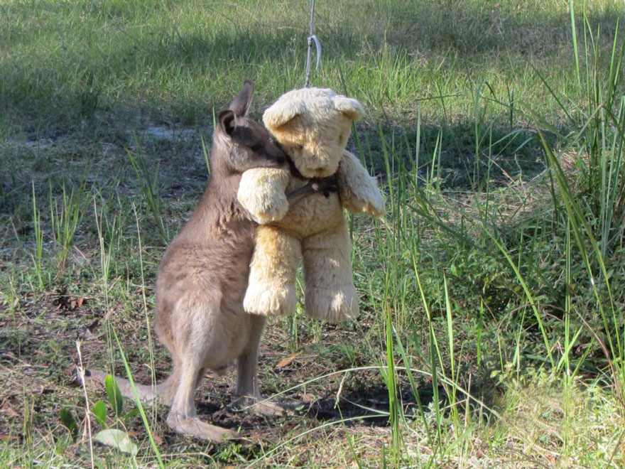 canguro-huerfano-oso-peluche (1)