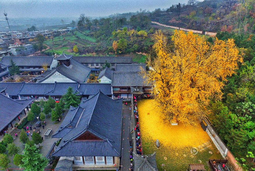 Las hojas caídas de este árbol ginkgo de 1400 años inundan este templo budista