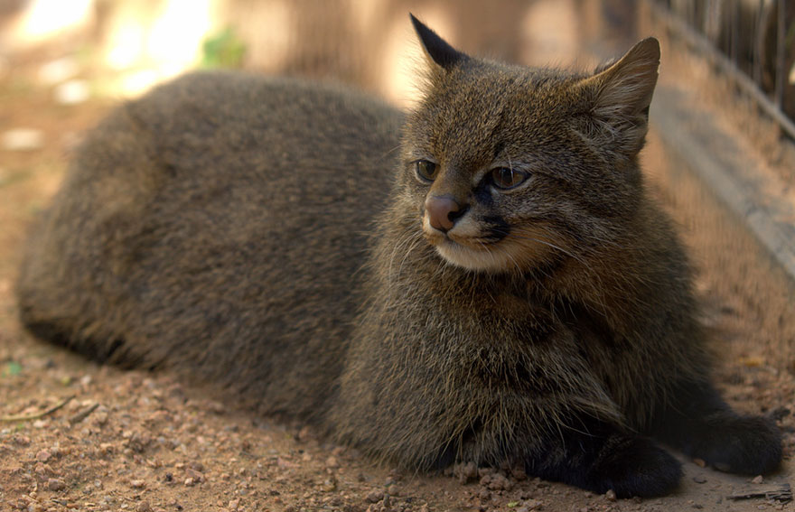 21 Especies curiosas de felinos salvajes que seguramente no conocías