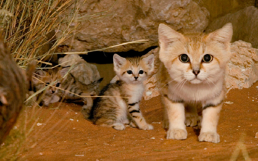 21 Especies curiosas de felinos salvajes que seguramente no conocías