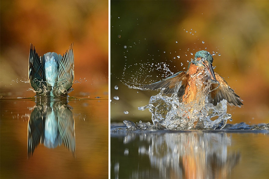 Tras 6 años y 720.000 intentos, este fotógrafo sacó la foto perfecta a martín pescador