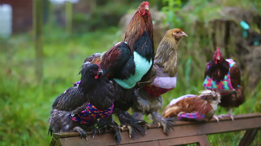 Diminutos jerséis tejidos a mano para dar calor a estas gallinas