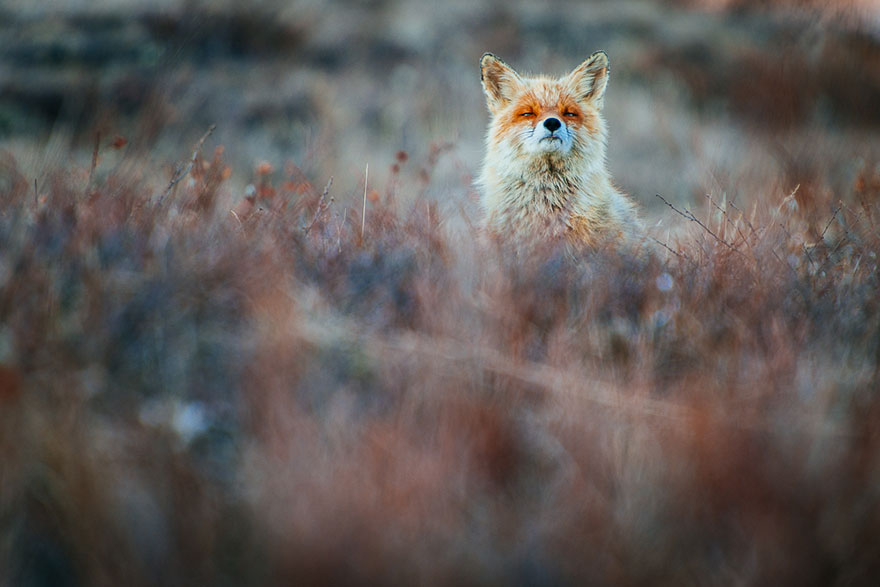 Este minero ruso pasa su tiempo libre fotografiando zorros en el Círculo Ártico (2ª parte)
