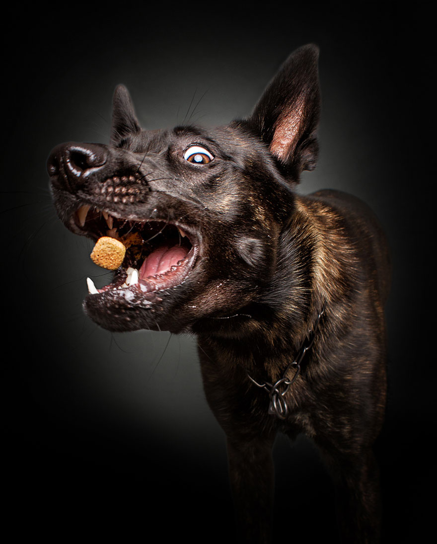 Este fotógrafo capta las divertidas expresiones de perros hambrientos al conseguir comida