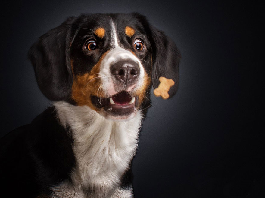 Este fotógrafo capta las divertidas expresiones de perros hambrientos al conseguir comida