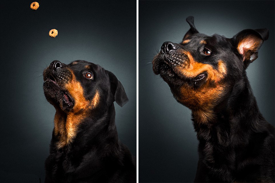 Este fotógrafo capta las divertidas expresiones de perros hambrientos al conseguir comida