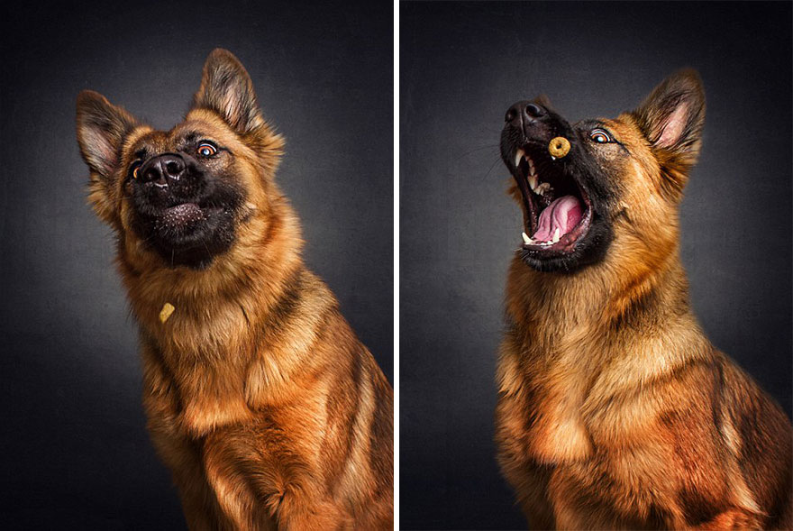 Este fotógrafo capta las divertidas expresiones de perros hambrientos al conseguir comida