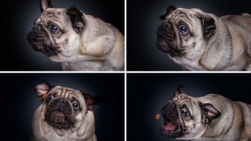 Este fotógrafo capta las divertidas expresiones de perros hambrientos al conseguir comida