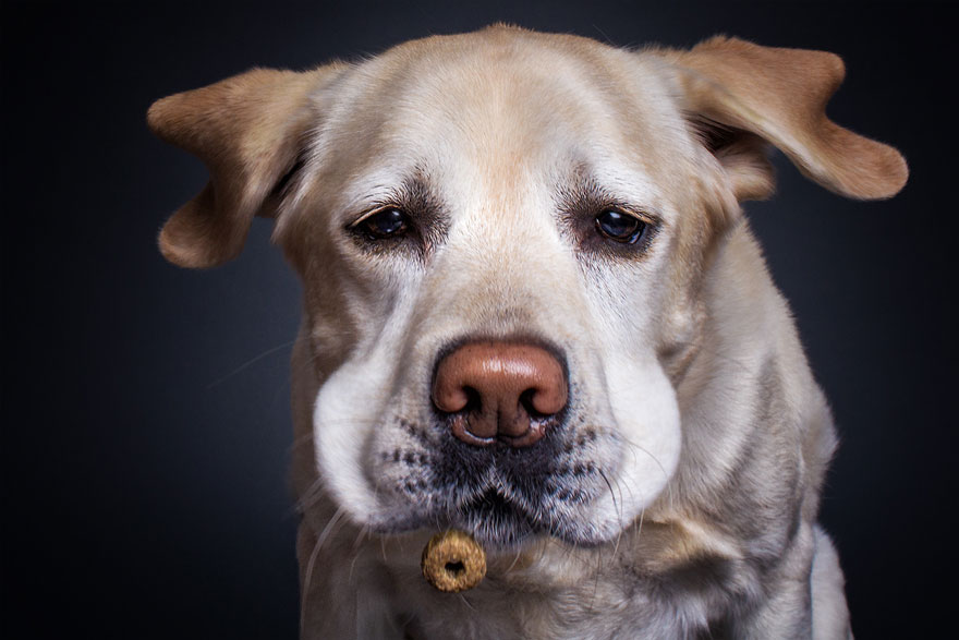 Este fotógrafo capta las divertidas expresiones de perros hambrientos al conseguir comida