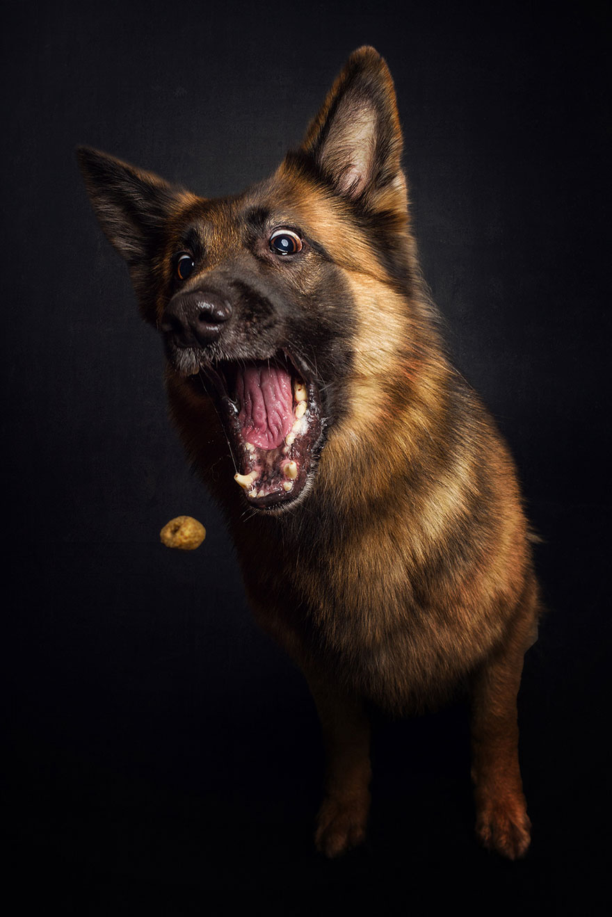 Este fotógrafo capta las divertidas expresiones de perros hambrientos al conseguir comida