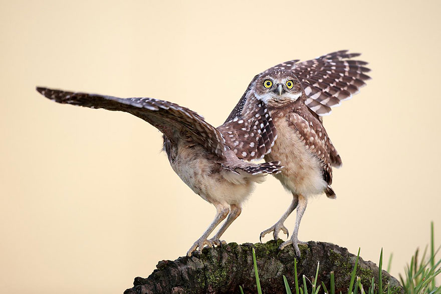 ganadores-premios-fotogradia-comedy-wildlife-2015 (1)