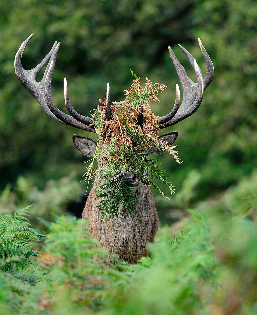 ganadores-premios-fotogradia-comedy-wildlife-2015 (10)