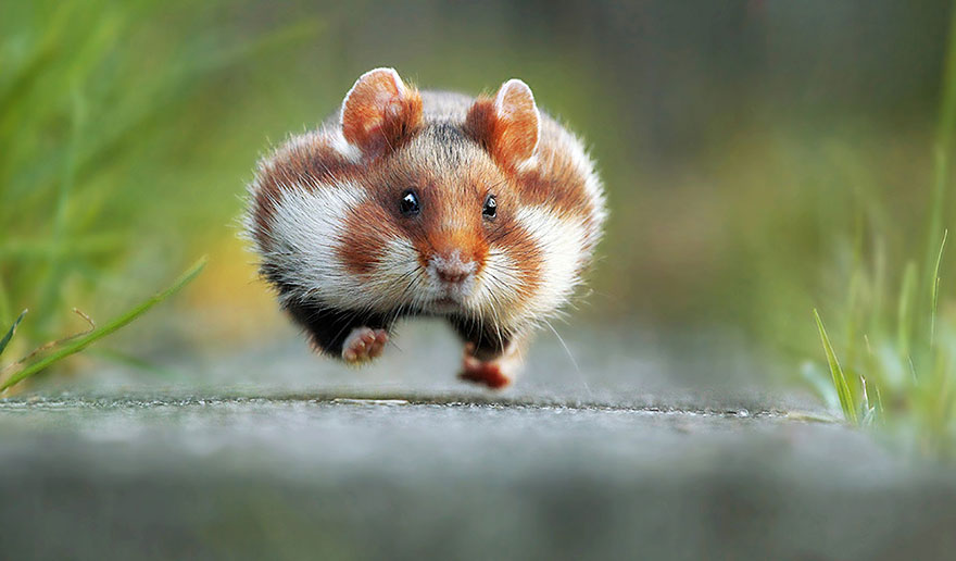 ganadores-premios-fotogradia-comedy-wildlife-2015 (11)