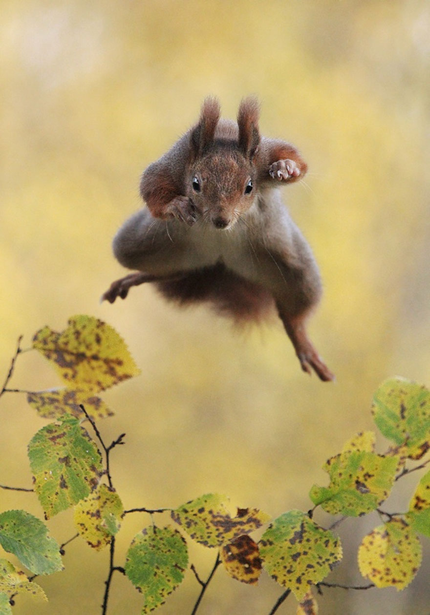 ganadores-premios-fotogradia-comedy-wildlife-2015 (13)