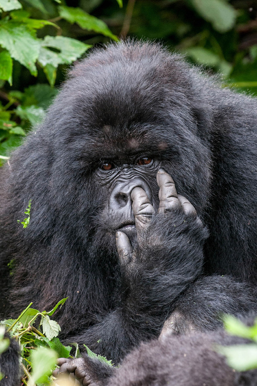 ganadores-premios-fotogradia-comedy-wildlife-2015 (2)
