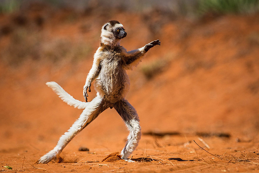 ganadores-premios-fotogradia-comedy-wildlife-2015 (3)
