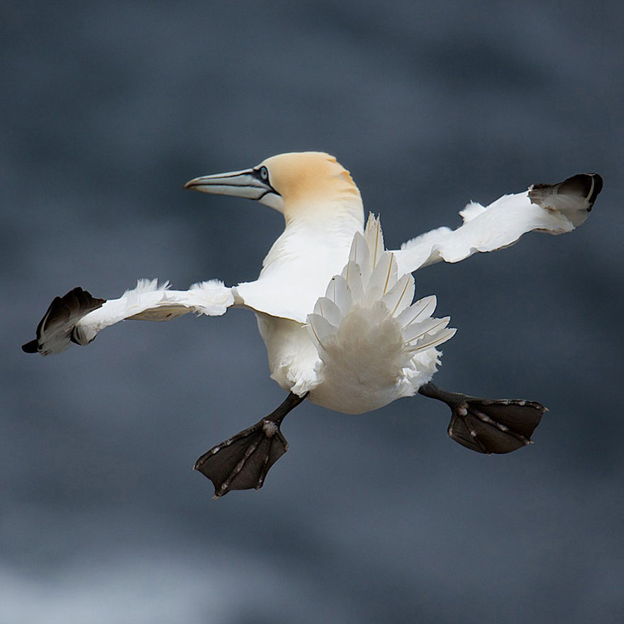 ganadores-premios-fotogradia-comedy-wildlife-2015 (4)