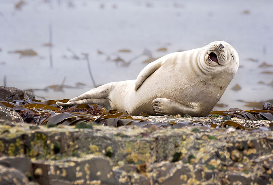 ganadores-premios-fotogradia-comedy-wildlife-2015 (6)