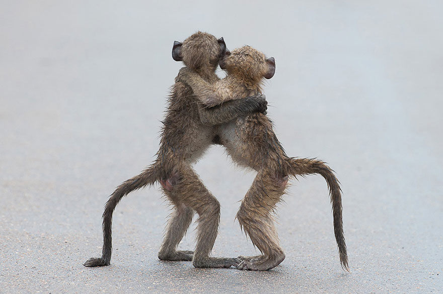 ganadores-premios-fotogradia-comedy-wildlife-2015 (8)