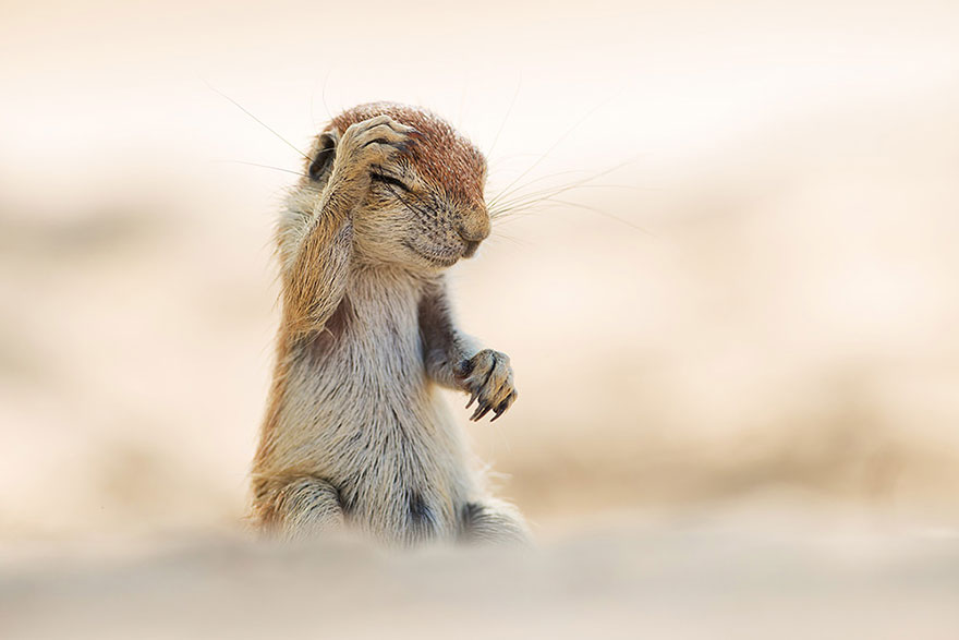 ganadores-premios-fotogradia-comedy-wildlife-2015 (9)