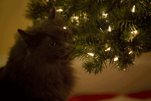 15 Gatos ayudando a decorar el árbol de Navidad