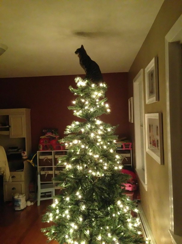 15 Gatos ayudando a decorar el árbol de Navidad
