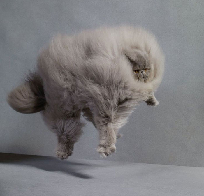 20 De los gatos más peludos y esponjosos del mundo
