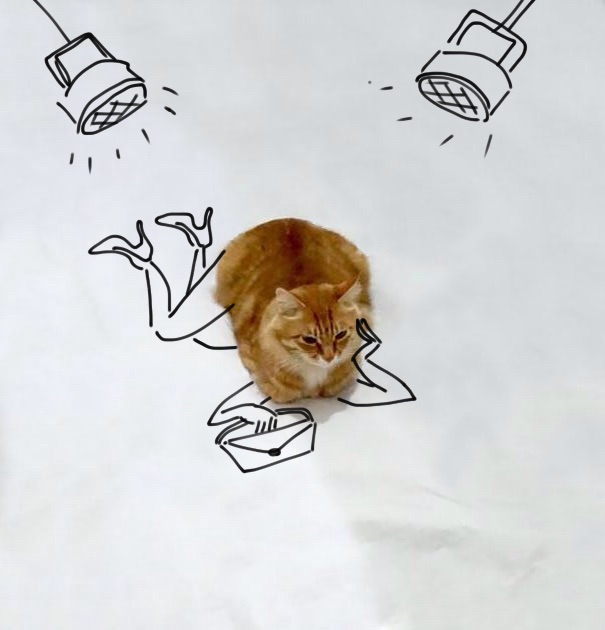 Reto: Dibuja sobre la foto de este gato para que viva nuevas aventuras