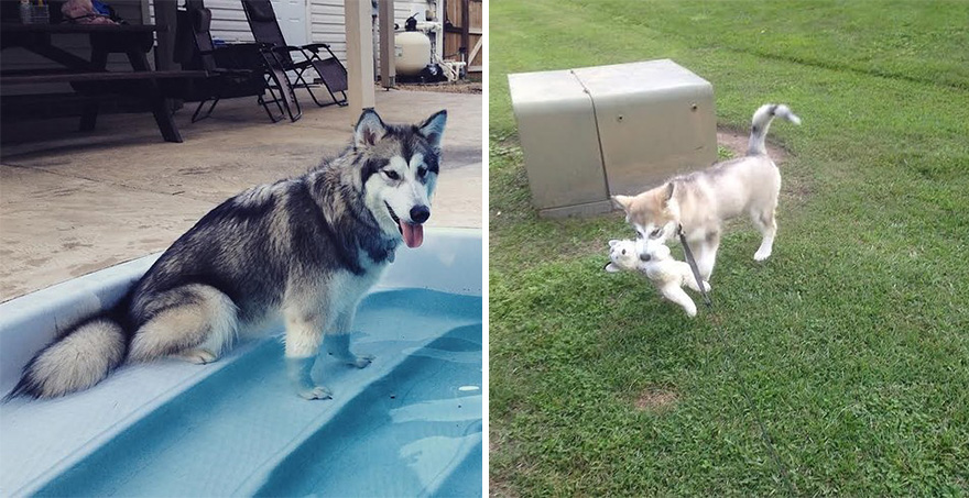 Antes y ahora: Este perro destruye todos los peluches menos este